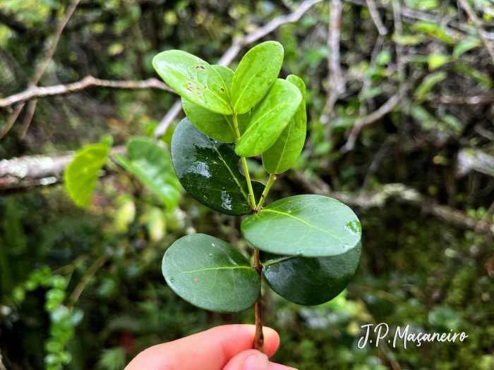 Eugenia catharinae