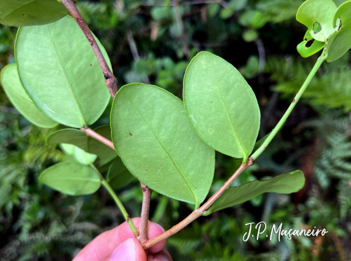 Eugenia catharinae