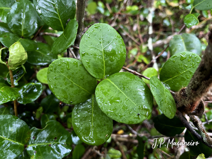 Eugenia catharinae