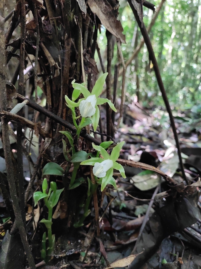 Vanilla dietschiana