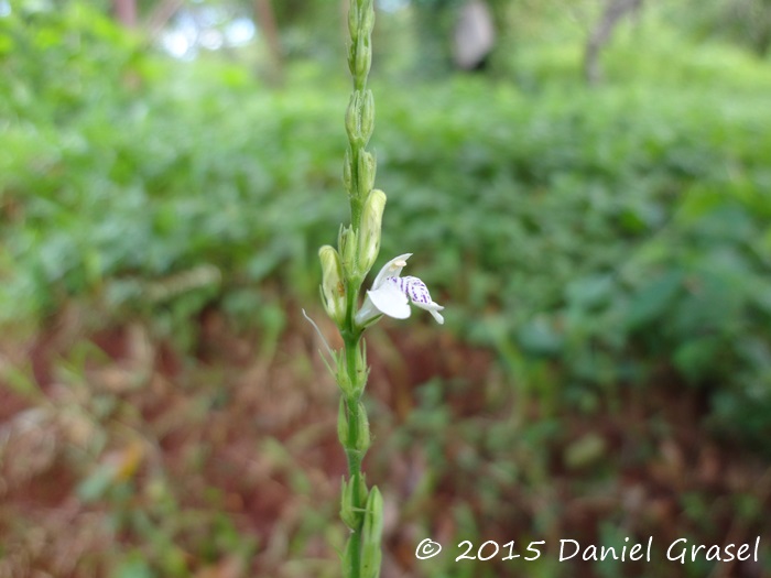 Justicia yhuensis