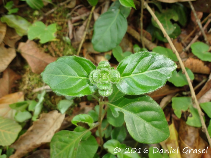 Stenandrium mandioccanum