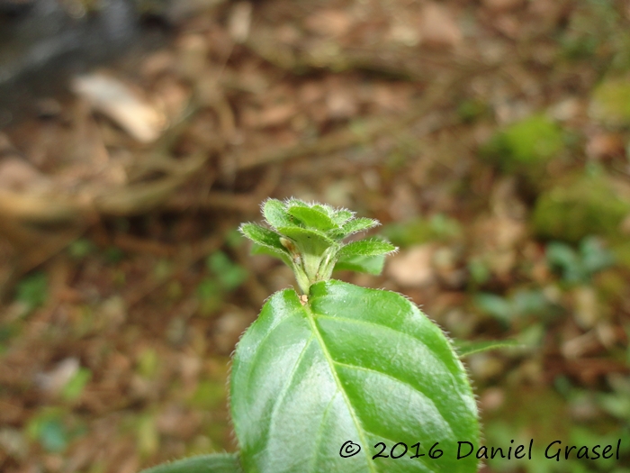 Stenandrium mandioccanum