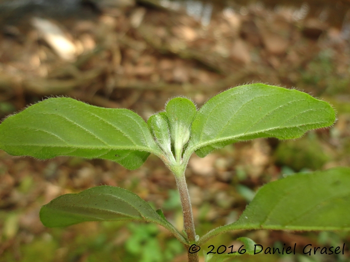 Stenandrium mandioccanum