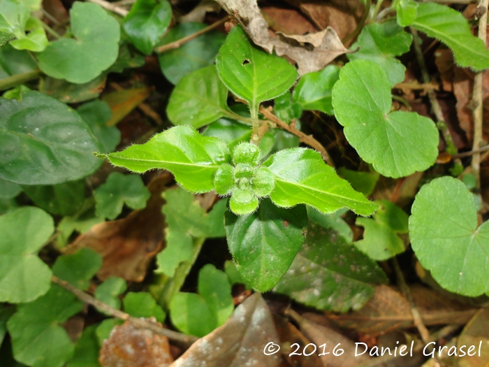 Stenandrium mandioccanum