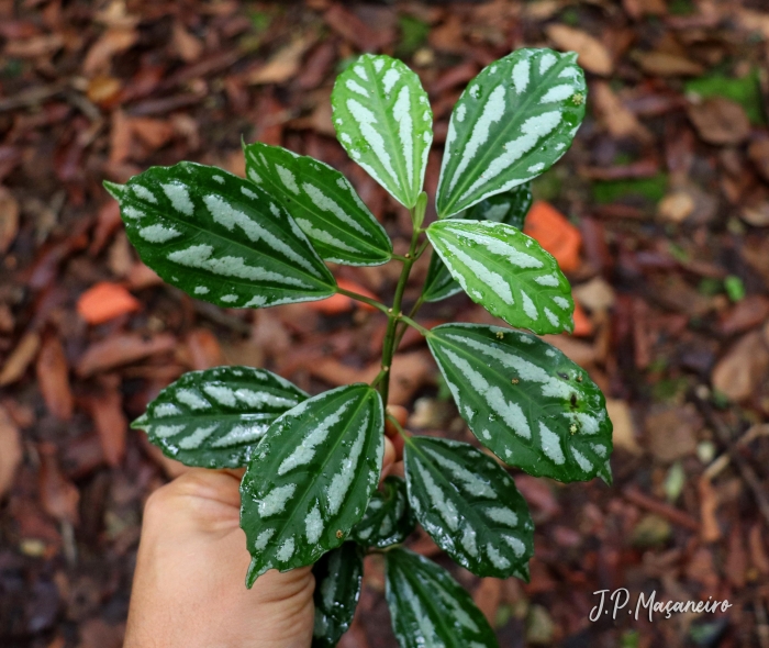 Pilea cadierei