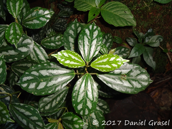 Pilea cadierei