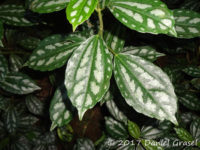 Pilea cadierei