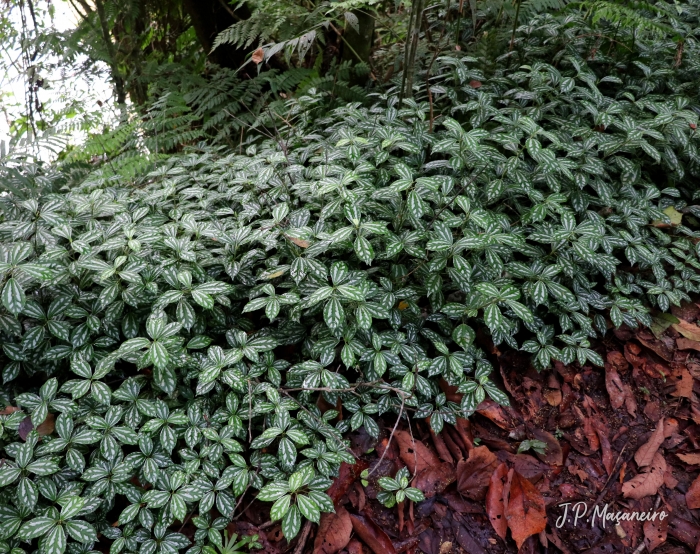 Pilea cadierei