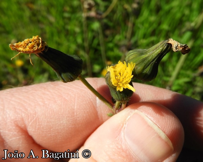 Sonchus oleraceus