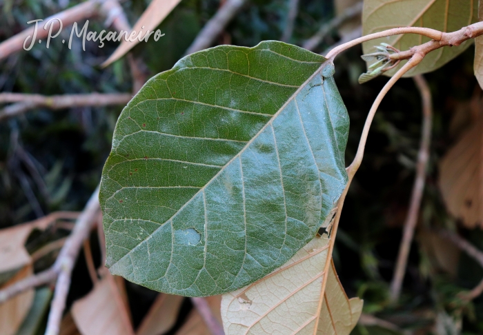 Hyeronima alchorneoides