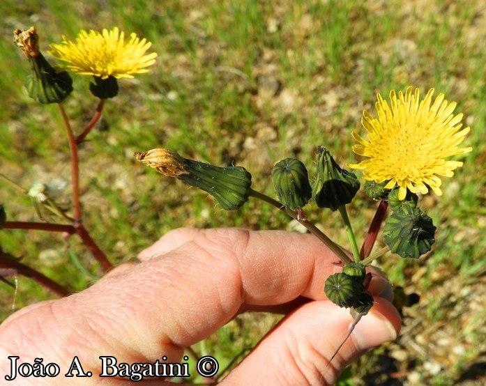 Sonchus oleraceus