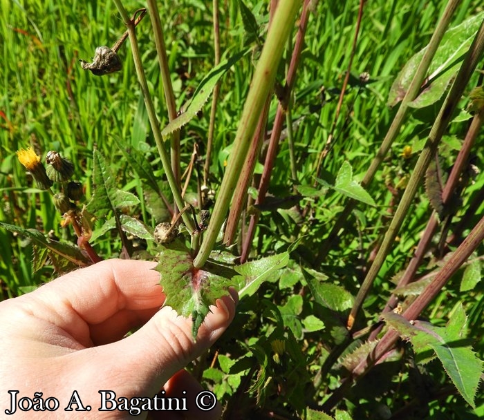 Sonchus oleraceus