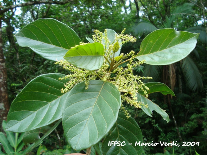 Hyeronima alchorneoides