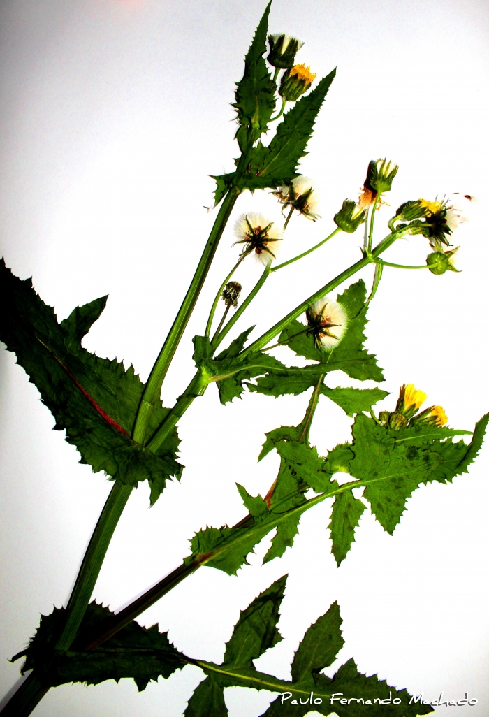 Sonchus oleraceus