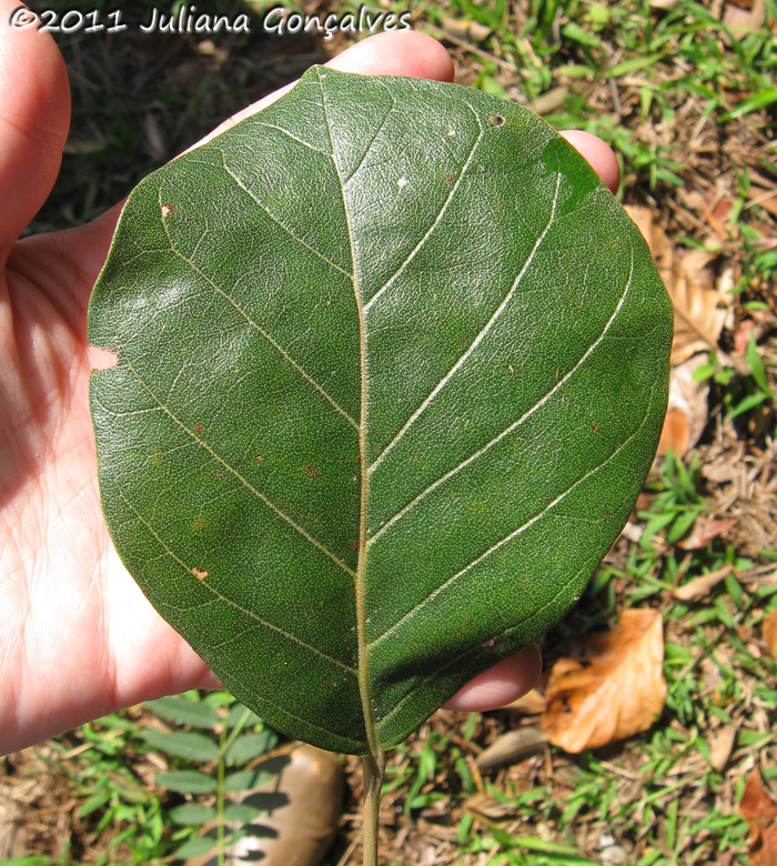 Hyeronima alchorneoides