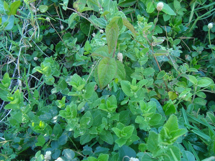 Chiropetalum ramboi