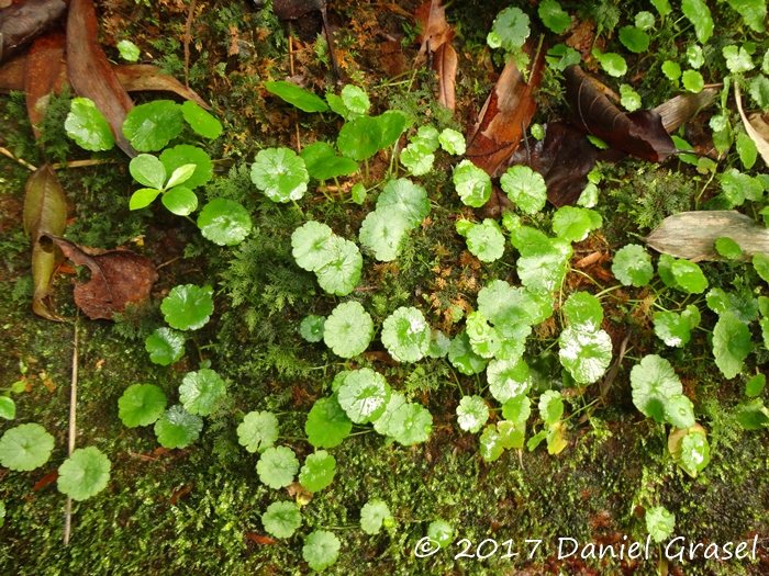 Hydrocotyle pusilla