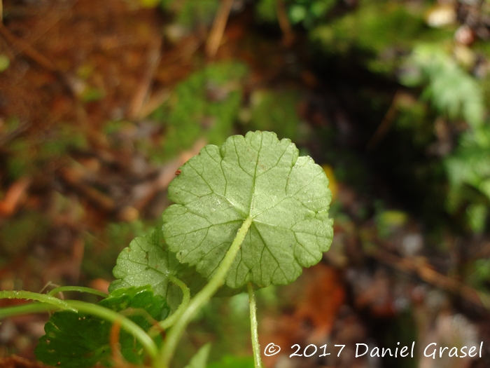 Hydrocotyle pusilla