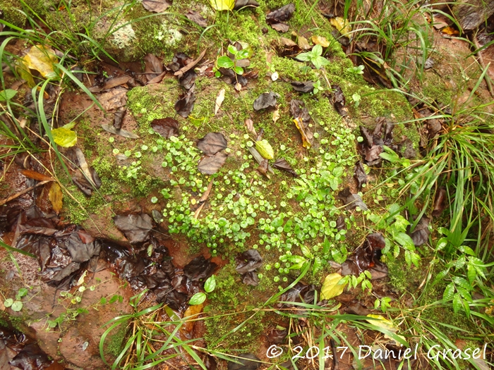 Hydrocotyle pusilla