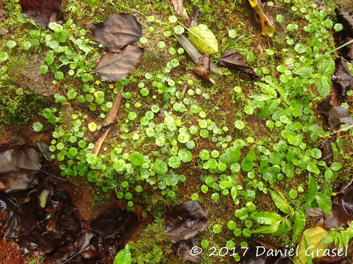 Hydrocotyle pusilla