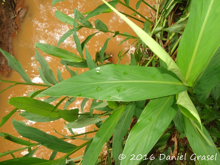 Hedychium coronarium