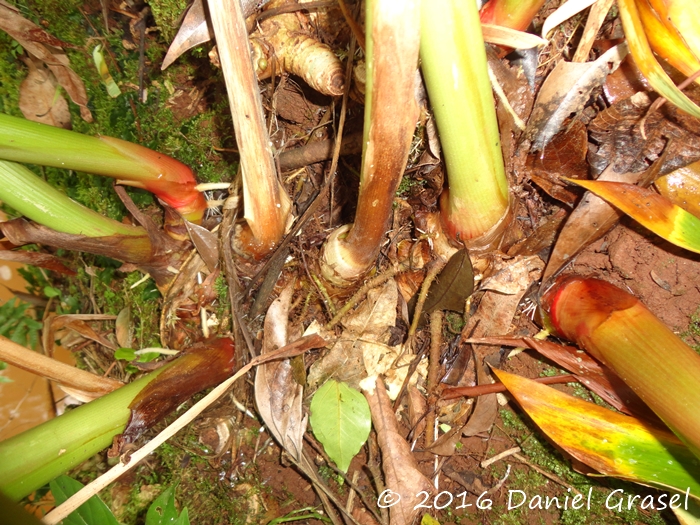 Hedychium coronarium