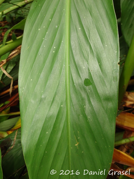 Hedychium coronarium