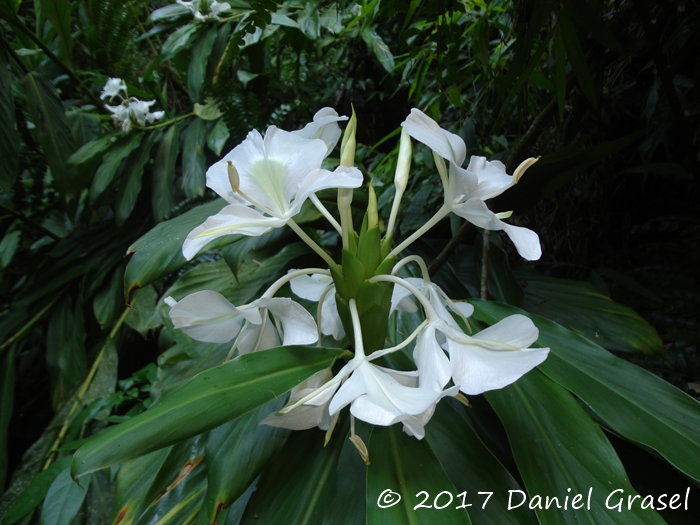 Hedychium coronarium