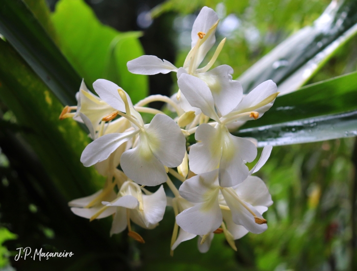 Hedychium coronarium