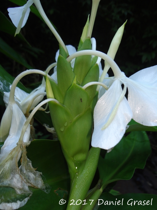 Hedychium coronarium