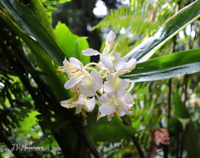 Hedychium coronarium