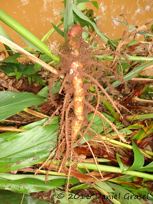 Hedychium coronarium