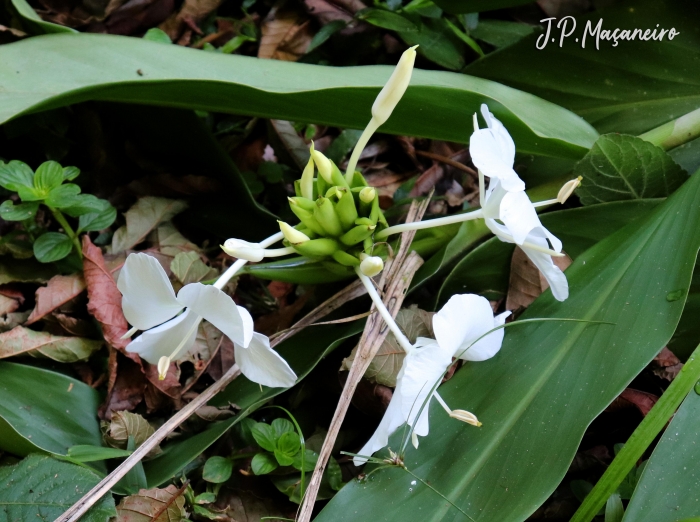 Hedychium coronarium