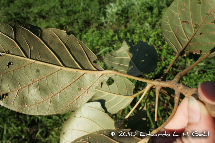 Hyeronima alchorneoides