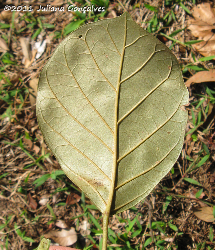 Hyeronima alchorneoides