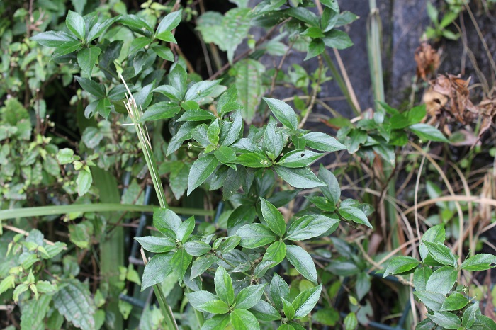 Chiropetalum phalacradenium