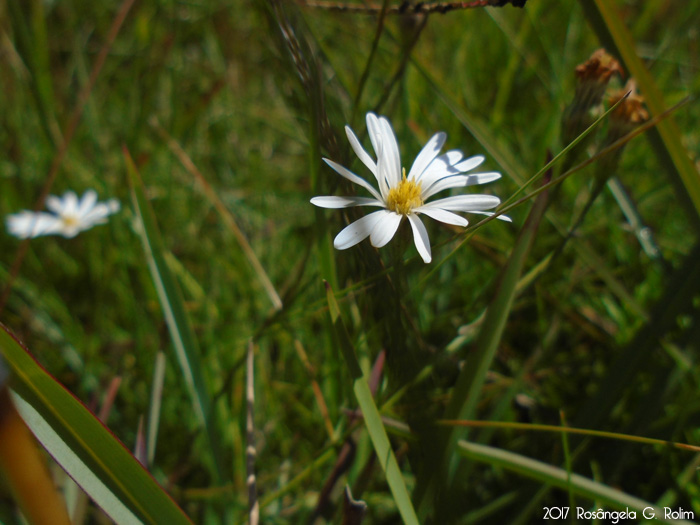 Symphyotrichum regnellii