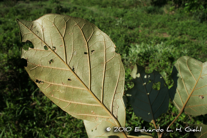 Hyeronima alchorneoides