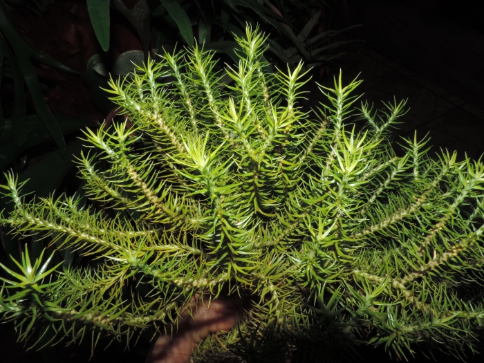 Phlegmariurus heterocarpon