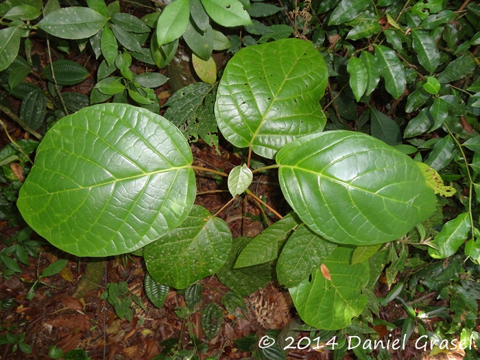 Hyeronima alchorneoides