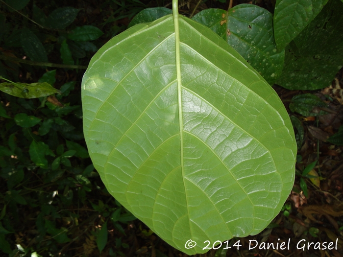 Hyeronima alchorneoides