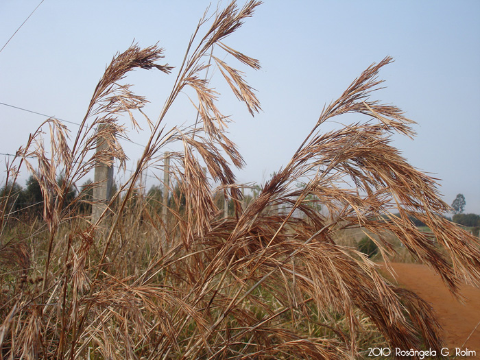 Schizachyrium glaziovii