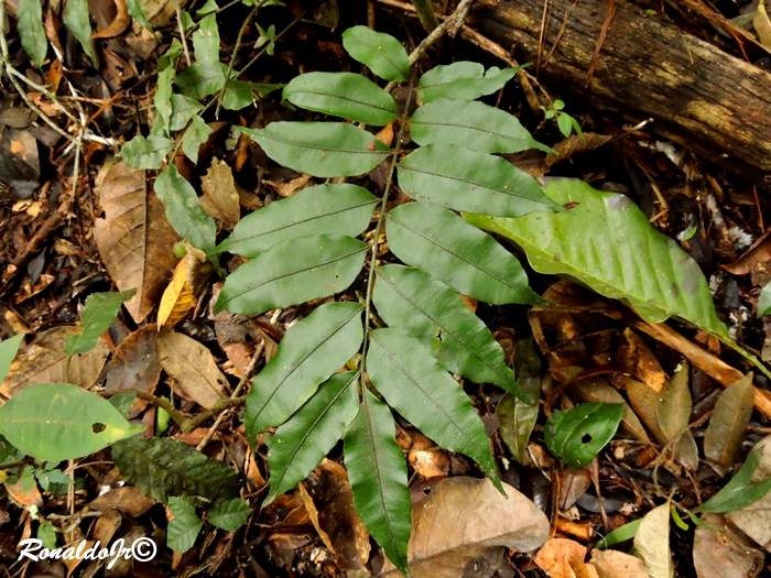 Lomariopsis marginata