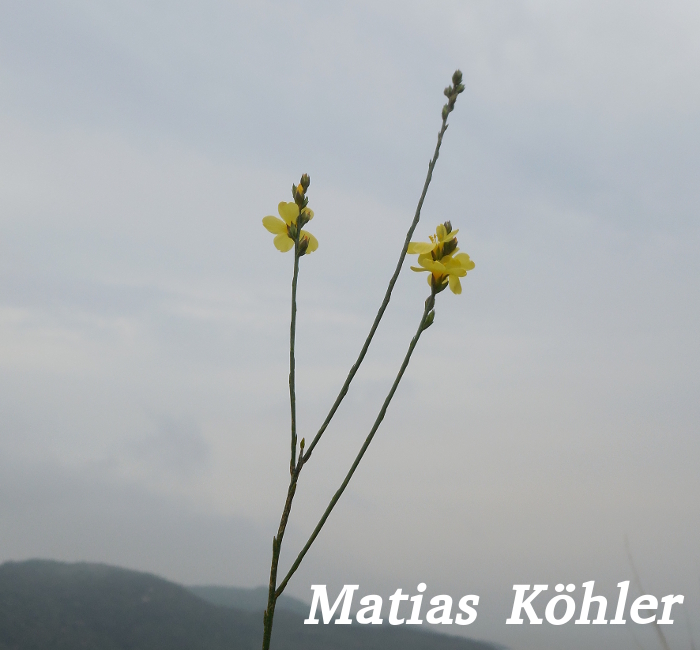 Linum brevifolium