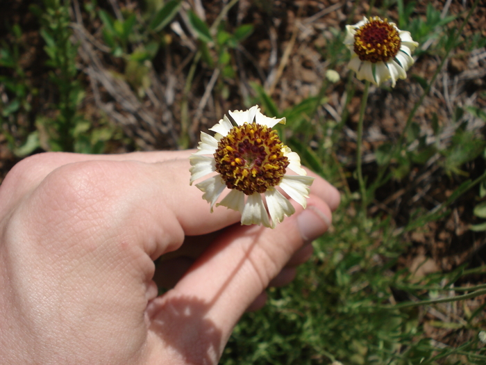 Helenium radiatum