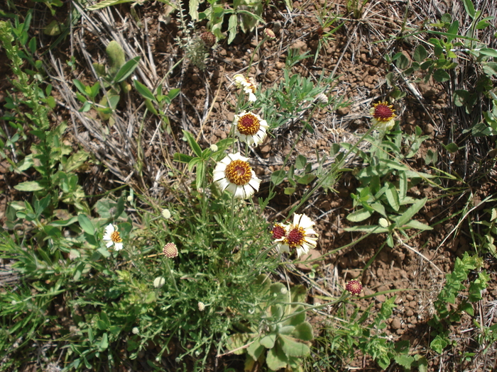 Helenium radiatum