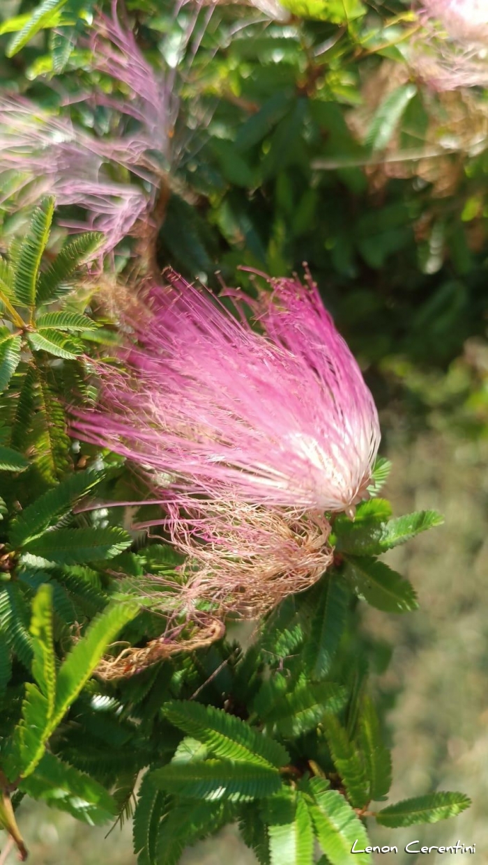 Calliandra brevipes