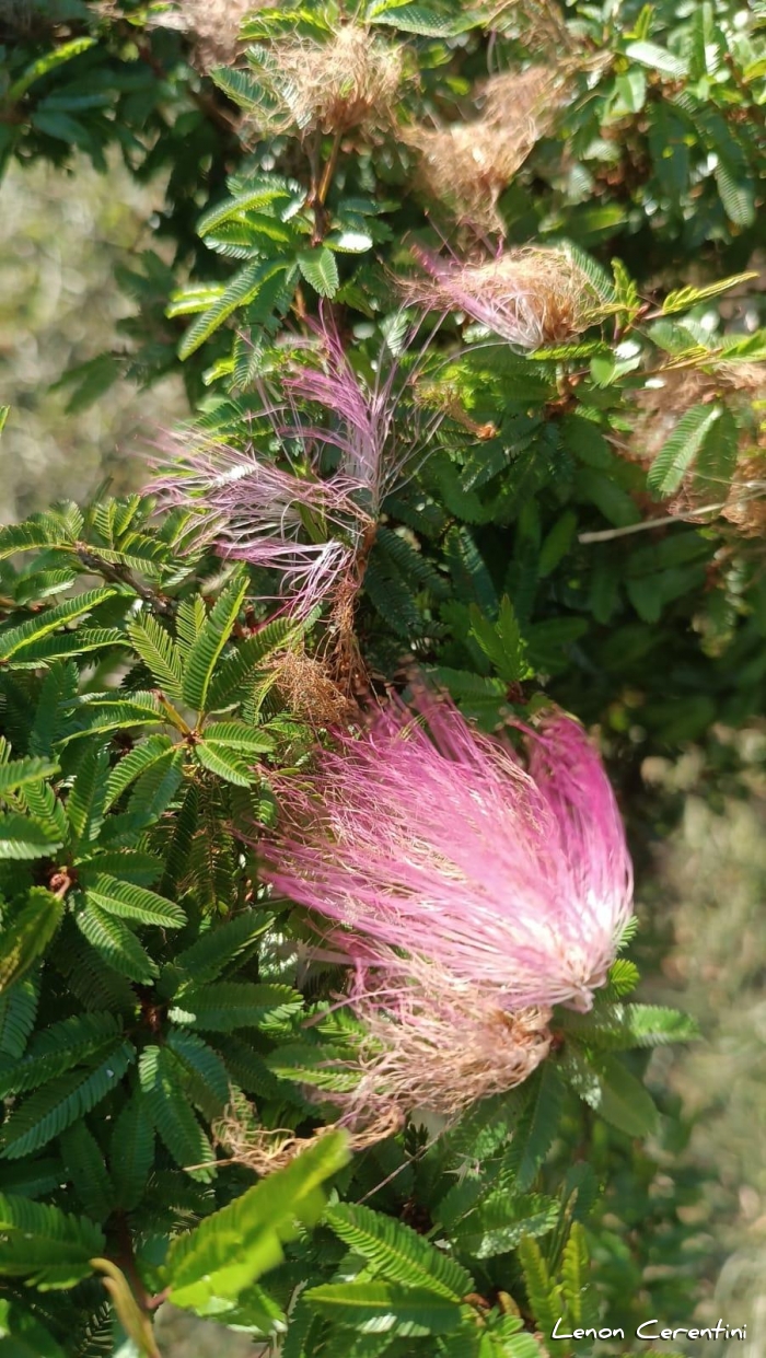 Calliandra brevipes