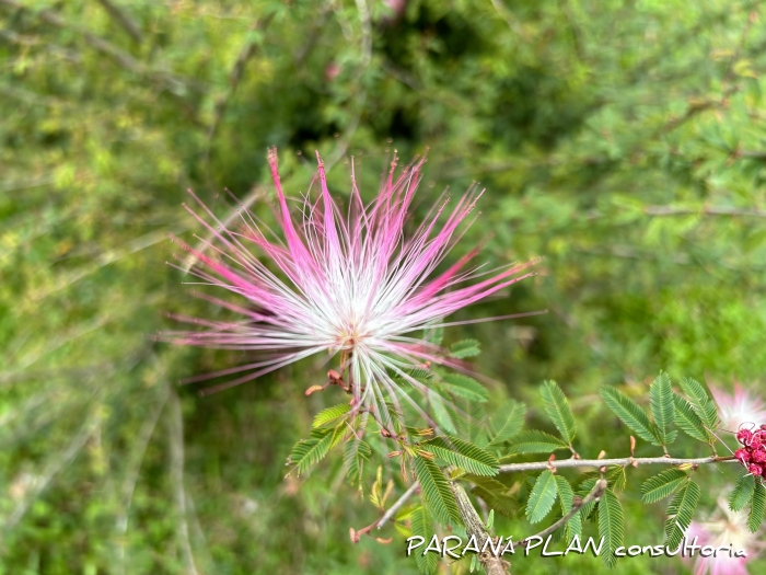 Calliandra brevipes